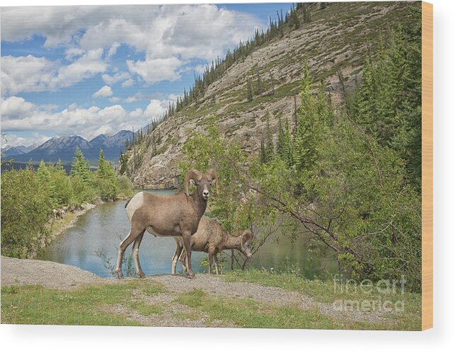 Banff Wood Print featuring the photograph Bighorn sheep in the Rocky Mountains by Patricia Hofmeester