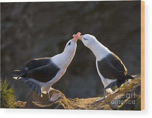 Black-browed Albatross Wood Print featuring the photograph Black-browed Albatross Couple #3 by Jean-Louis Klein & Marie-Luce Hubert