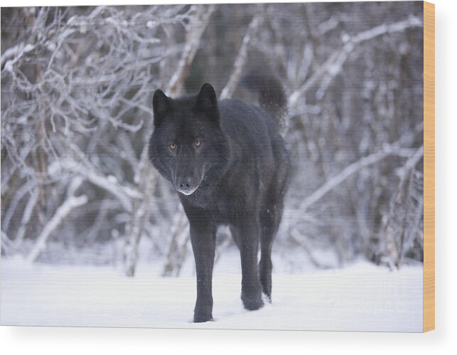 Adult Wood Print featuring the photograph Black Wolf in Snow #3 by John Hyde - Printscapes