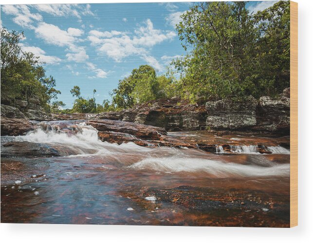Colombia Wood Print featuring the photograph Cano Cristales La Macarena Colombia #3 by Adam Rainoff