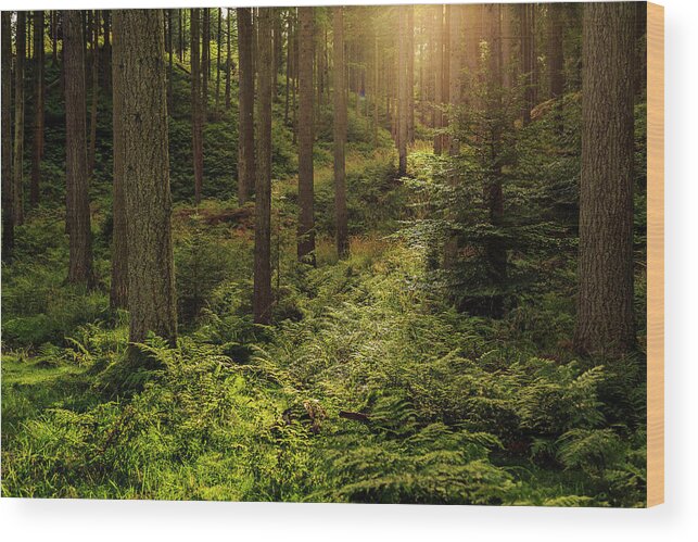 Forest Wood Print featuring the photograph Forest #3 by Elmer Jensen
