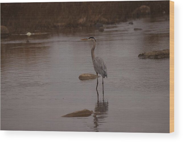 Great Wood Print featuring the photograph Great blue heron #3 by James Smullins