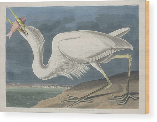 Audubon Wood Print featuring the drawing Great White Heron #3 by Dreyer Wildlife Print Collections 