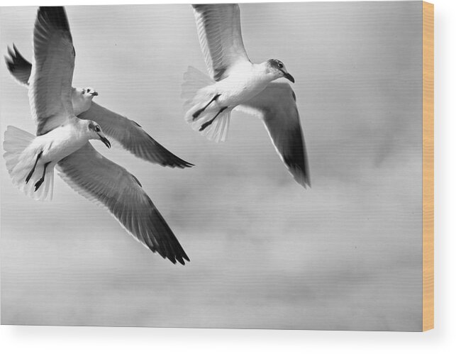 Bird Wood Print featuring the photograph 3 Gulls by Robert Och