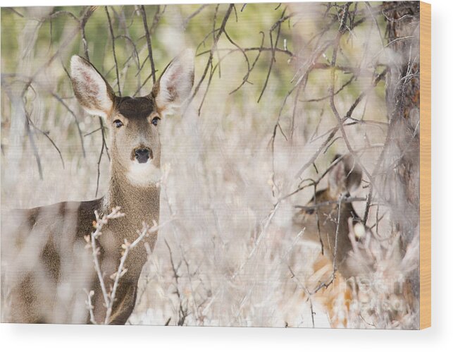 Deer Wood Print featuring the photograph Herd of Mule Deer in Deep Snow #3 by Steven Krull