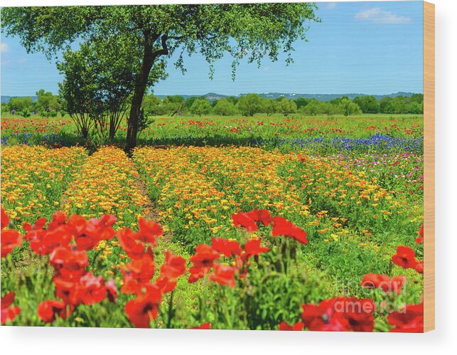 Hill Country Wood Print featuring the photograph Hill Country in Bloom #3 by Thomas R Fletcher