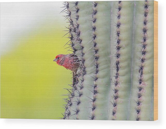 House Wood Print featuring the photograph Male House Finch #3 by Tam Ryan