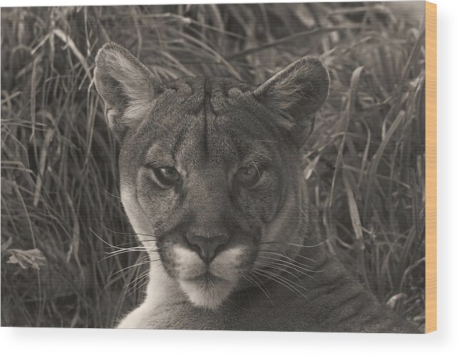 Animals Wood Print featuring the photograph Mountain Lion #3 by Brian Cross