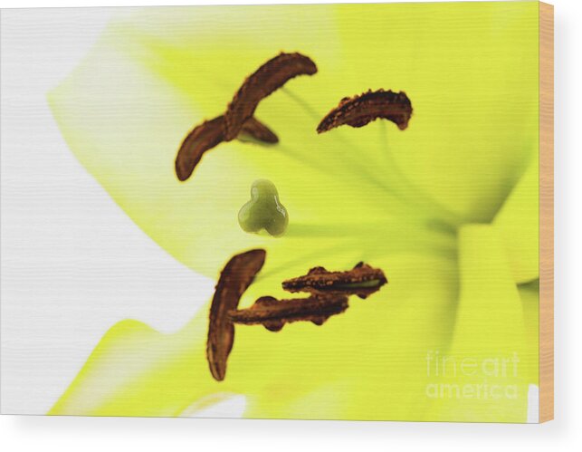 Abstract Wood Print featuring the photograph Oriental Lily Flower by Raul Rodriguez