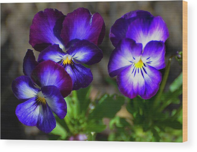 Pansy Wood Print featuring the photograph 3 Pansies by Kathleen Stephens