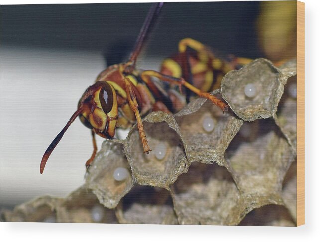 Photograph Wood Print featuring the photograph Paper Wasp #3 by Larah McElroy