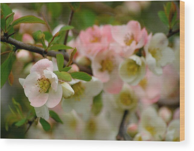 Flowering Quince Wood Print featuring the photograph Peaches and Cream #3 by Living Color Photography Lorraine Lynch