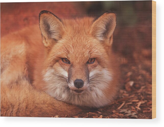 Animal Wood Print featuring the photograph Red Fox #3 by Brian Cross