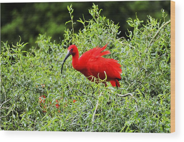 Birds Wood Print featuring the photograph Scarlet Ibis #4 by Bill Hosford