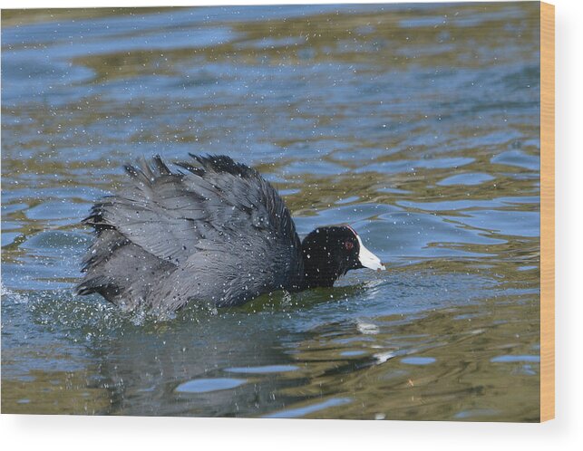 American Coot Wood Print featuring the photograph Shake It Off #3 by Fraida Gutovich