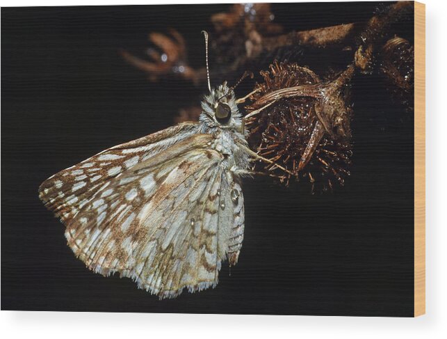 Photograph Wood Print featuring the photograph Skipper #3 by Larah McElroy