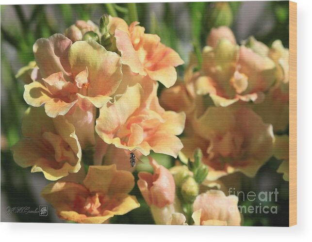 Mccombie Wood Print featuring the photograph Snapdragon named Twinny Peach #2 by J McCombie
