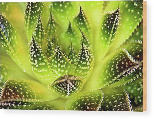Recent Wood Print featuring the photograph Succulents macro by Geraldine Scull