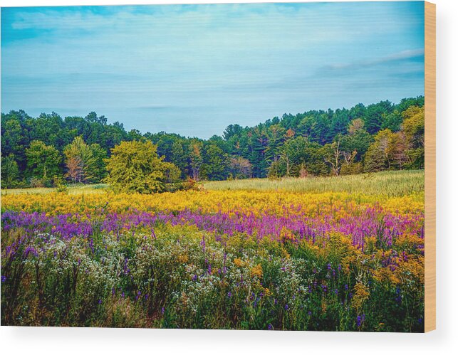 Summer Meadow Wood Print featuring the photograph Summer meadow #3 by Lilia S