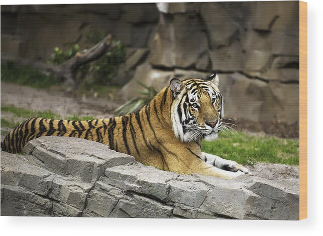 2010 Wood Print featuring the photograph Tiger #3 by Gouzel -