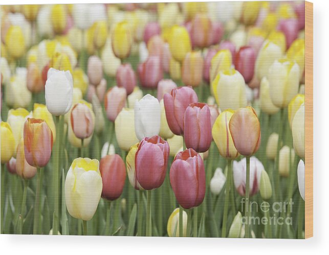 Garden Wood Print featuring the photograph Tulip Garden #3 by Anthony Totah