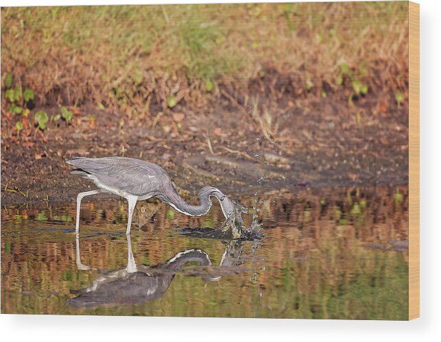 Animal Wood Print featuring the photograph Blue Heron #32 by Peter Lakomy