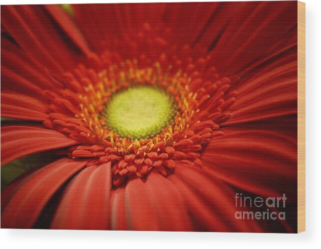 Gerber Daisy Wood Print featuring the photograph Flowers #35 by Deena Withycombe