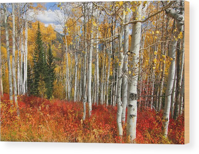Autumn Wood Print featuring the photograph Rocky Mountain Fall by Mark Smith