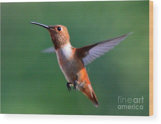 Hummingbird Wood Print featuring the photograph Hummingbird #36 by Marc Bittan