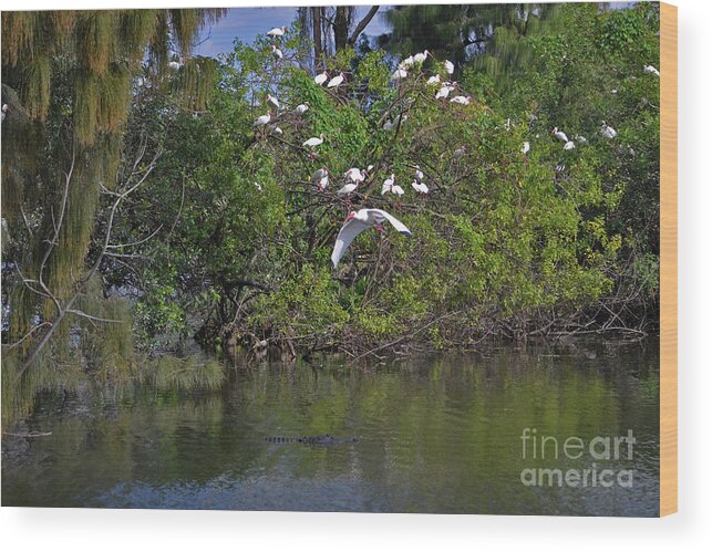  Ibis Wood Print featuring the photograph 38- Alligator and Ibis by Joseph Keane