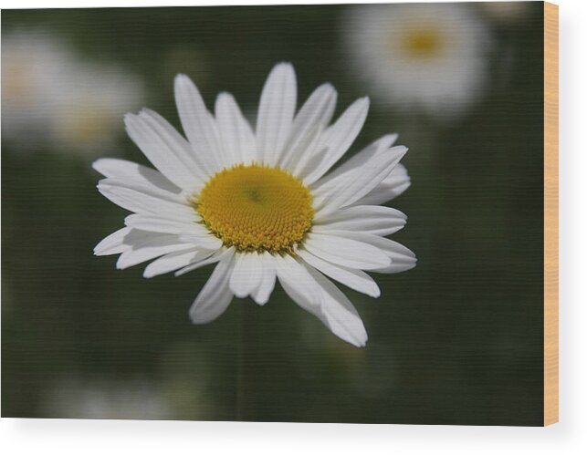 Flowers Wood Print featuring the photograph Flowers #39 by Luke Robertson