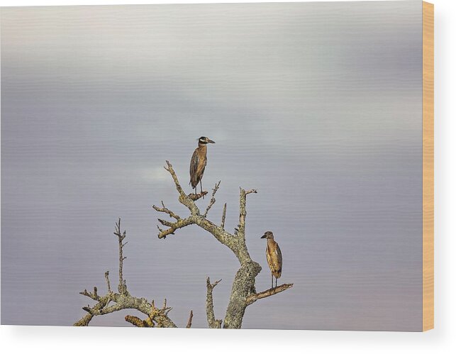 Animal Wood Print featuring the photograph Green Heron by Peter Lakomy