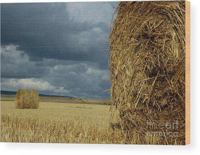 Agricultural Wood Print featuring the photograph Hay bales in harvested corn field #4 by Sami Sarkis