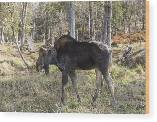 Moose Wood Print featuring the photograph Moose #4 by Josef Pittner