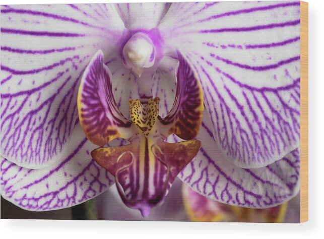 Orchid Wood Print featuring the photograph Orchid phalaenopsis flower #3 by Michalakis Ppalis