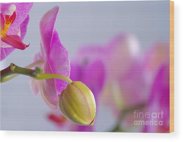 Orchid Wood Print featuring the photograph Pink Orchid by Dariusz Gudowicz