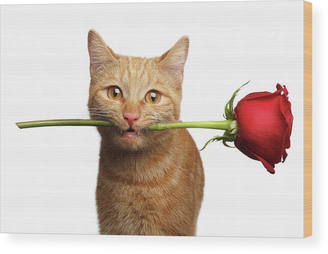 Cat Wood Print featuring the photograph Portrait of ginger cat brought rose as a gift by Sergey Taran