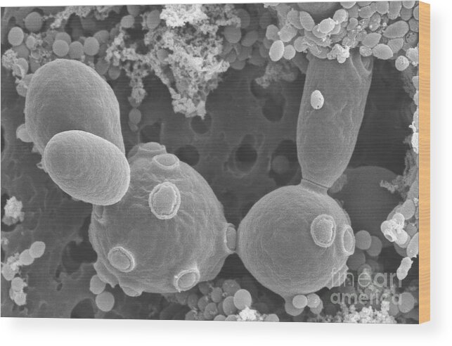 Saccharomyces Cerevisiae Wood Print featuring the photograph Saccharomyces Cerevisiae #4 by Scimat