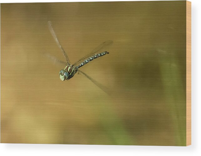 Dragonfly Wood Print featuring the photograph 4-stroke Flight by Belinda Greb