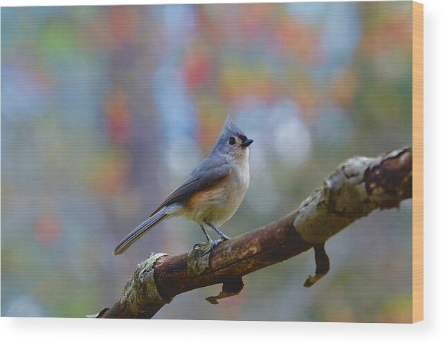Tufted Titmouse Wood Print featuring the photograph Tufted Titmouse #4 by Robert L Jackson