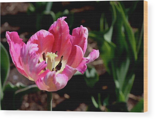 Tulip Wood Print featuring the photograph Tulip #4 by Sarah Lilja