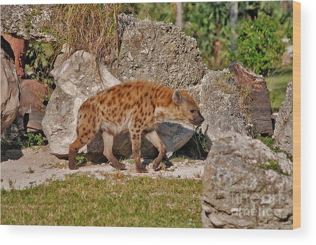 Spotted Hyena Wood Print featuring the photograph 47- Spotted Hyena by Joseph Keane