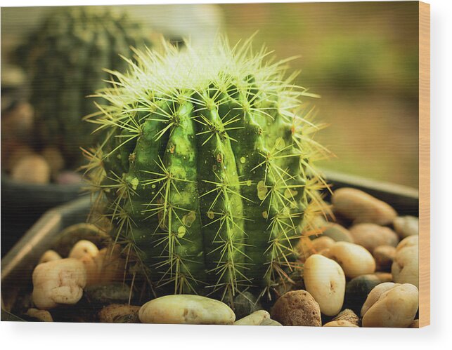 Cactus Wood Print featuring the photograph Cactus #5 by Sacksith Vorlachith