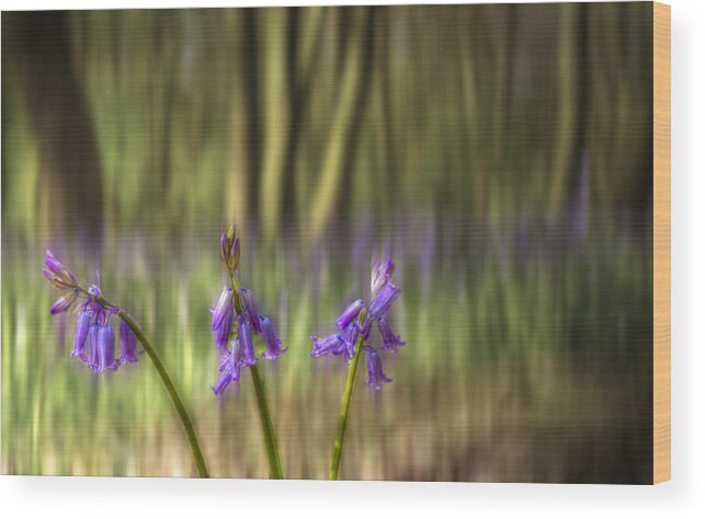 Bluebells Wood Print featuring the photograph Chalet Bluebell Woods #5 by David French