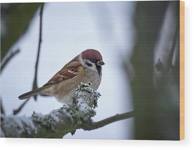 Lehtokukka Wood Print featuring the photograph Eurasian tree sparrow #5 by Jouko Lehto