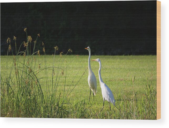Great Egret Wood Print featuring the photograph On the Edge #5 by Linda Kerkau