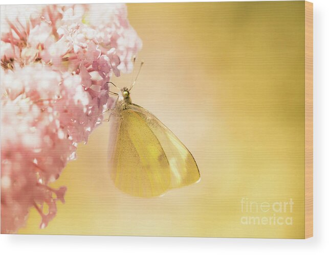 Europe Wood Print featuring the photograph Pieris brassicae, the large white, also called cabbage butterfly #5 by Amanda Mohler