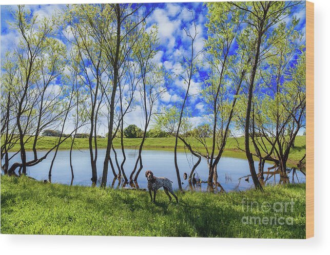 Austin Wood Print featuring the photograph Texas Hill Country by Raul Rodriguez