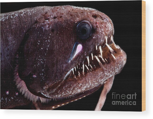 Threadfin Dragonfish Wood Print featuring the photograph Threadfin Dragonfish #5 by Dant Fenolio