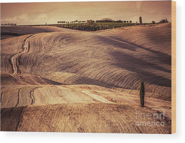 Field Wood Print featuring the photograph Tuscany fields autumn landscape, Italy. Harvest season #5 by Michal Bednarek